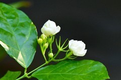 茉莉花开