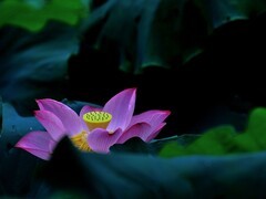 【视觉光影】出 水 芙 蓉 （48）