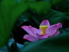 【视觉光影】出 水 芙 蓉 （48）