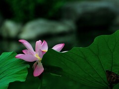 【视觉光影】出 水 芙 蓉 （48）