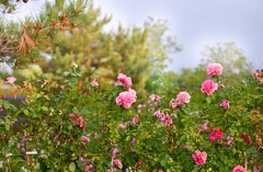 跟着MM学拍花