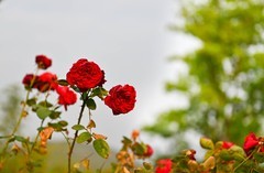 跟着MM学拍花