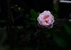 月季花