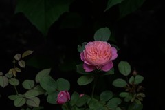 月季花