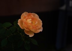 月季花