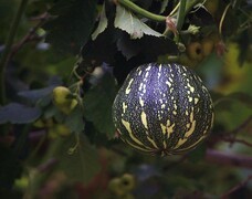 1853【不老松：纪实摄影】院中花果：架上瓜！