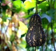 1853【不老松：纪实摄影】院中花果：架上瓜！