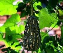 1853【不老松：纪实摄影】院中花果：架上瓜！