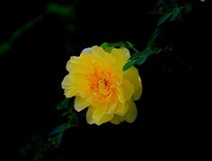 1855《不老松：纪实摄影》黄蔷微！