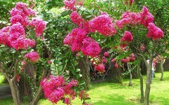 [26237] 流花湖的紫？花（2）