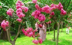 [26237] 流花湖的紫？花（2）