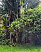 深圳莲花山公园随拍！