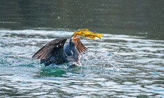 明湖鸬鹚（十二）