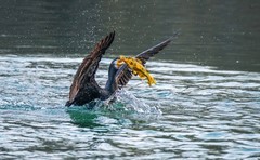 明湖鸬鹚（十二）