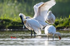 庄河鹭泊湖（66）