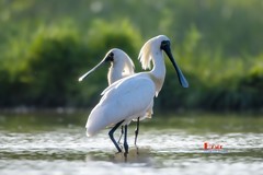 庄河鹭泊湖（66）