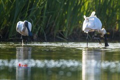 庄河鹭泊湖（66）