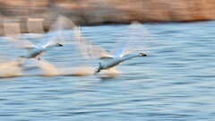 【视觉光影】美 丽 的 大 天 鹅 （31）