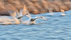 【视觉光影】美 丽 的 大 天 鹅 （31）