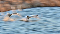 【视觉光影】美 丽 的 大 天 鹅 （31）