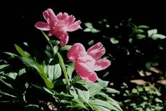 芍药花