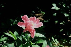 芍药花