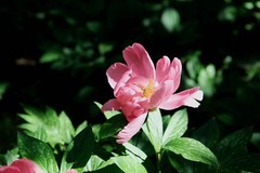 芍药花