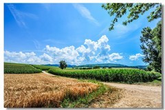 山野夏摄（南德）