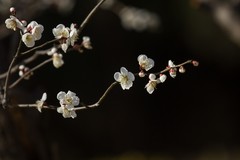 梅花开了   佳人来了