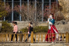 梅花开了   佳人来了