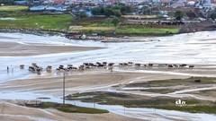 金秋乌兰布统-天太永（7）