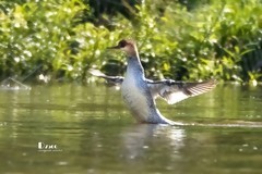 中华秋沙鸭（78）
