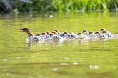 中华秋沙鸭（78）
