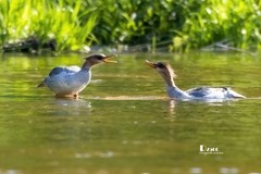 中华秋沙鸭（78）