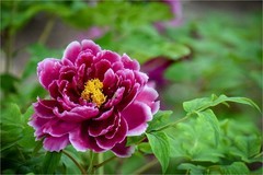 2026年第0316贴 -莲花池牡丹花（0508）