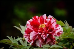 2026年第0316贴 -莲花池牡丹花（0508）