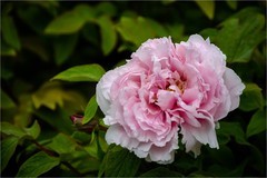 2026年第0316贴 -莲花池牡丹花（0508）
