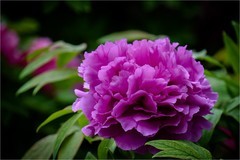 2026年第0317贴 -莲花池牡丹花（0508）