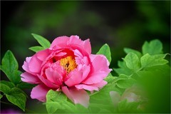 2026年第0317贴 -莲花池牡丹花（0508）