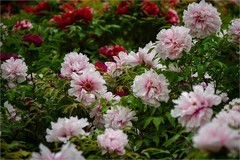 2026年第0317贴 -莲花池牡丹花（0508）
