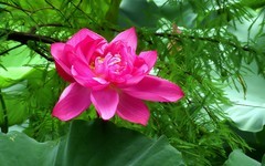 [26238] 江北休闲绿地的荷花（12）