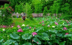 [26238] 江北休闲绿地的荷花（12）