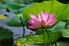 2026179 荷 花