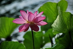 2026179 荷 花