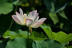 2026179 荷 花
