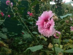 天竺葵及其他