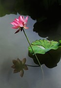 荷花 (43)