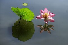 荷花 (43)