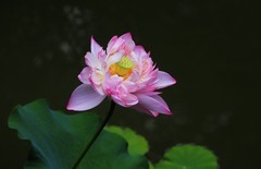 荷花 (43)