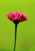 百日菊 (7)